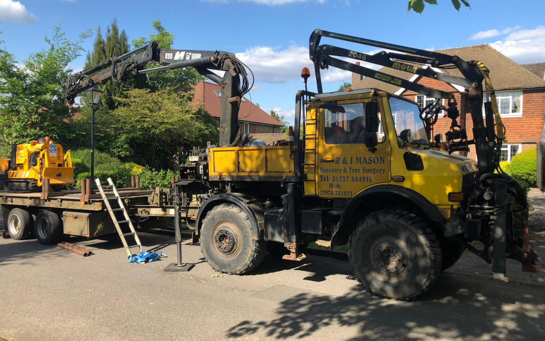 Tree Surgeon