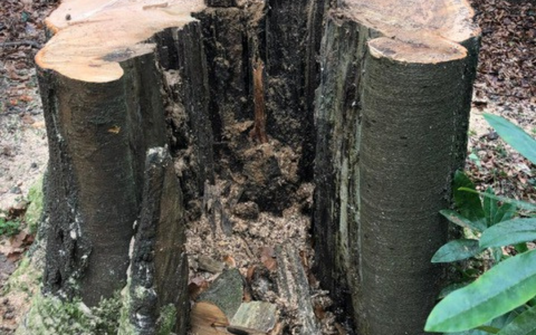How can a tree surgeon help with stump grinding?
