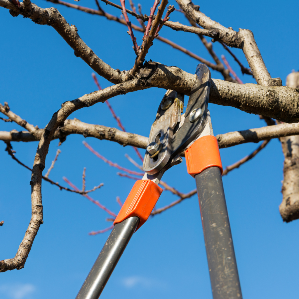 Common Tree Issues to Watch for in November
