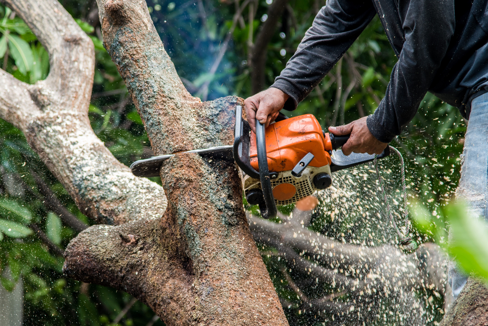 Professional Tree Surgeon: What You Need to Know