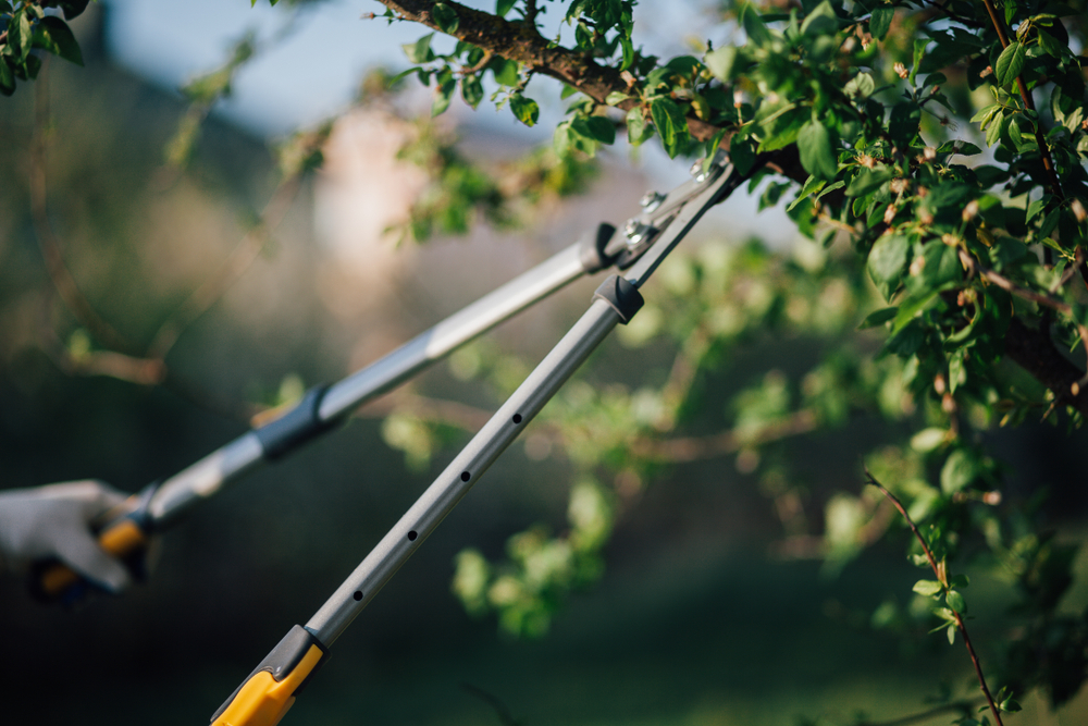Tree Pruning Services in Surrey and Sussex