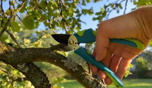 pruning services