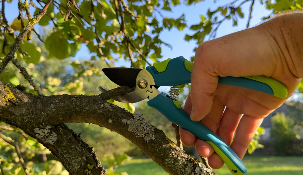 Why April Is the Best Time for Tree Pruning Services in Surrey and Sussex