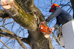 Tree surgeon using a chainsaw to remove large branch during seasonal maintenance in Surrey, highlighting the importance of May pruning
