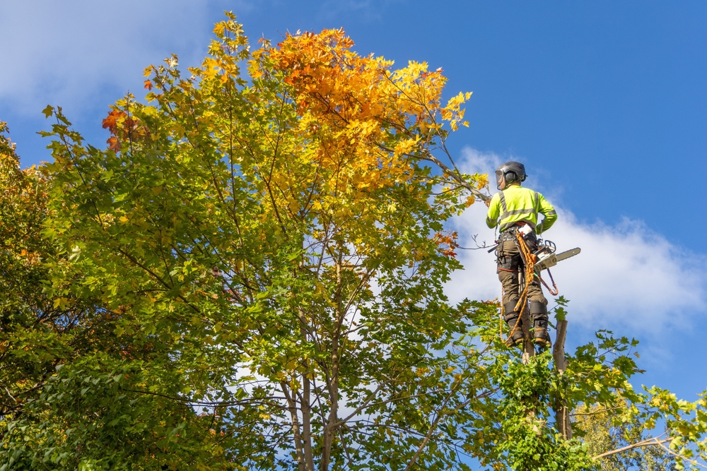 Tree surgeon in safety gear pruning tall tree during spring in Surrey, highlighting why May is ideal for seasonal maintenance
