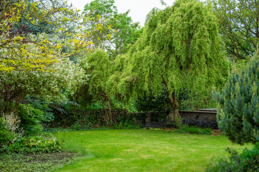 Lush Surrey garden with mature trees and green lawn, showcasing the results of spring tree maintenance in May