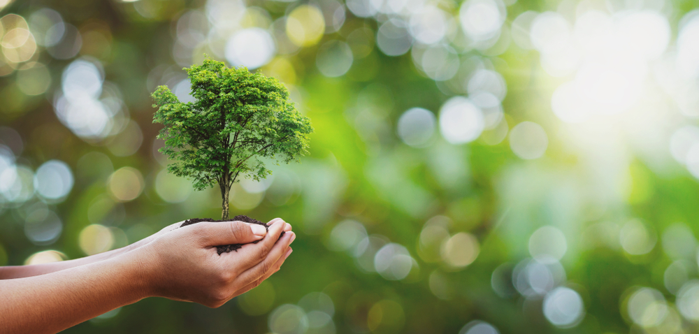 Why Tree Preservation Matters