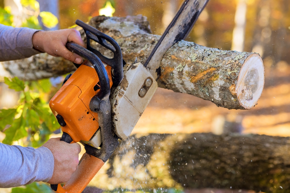 Should You Cut Trees in Summer?