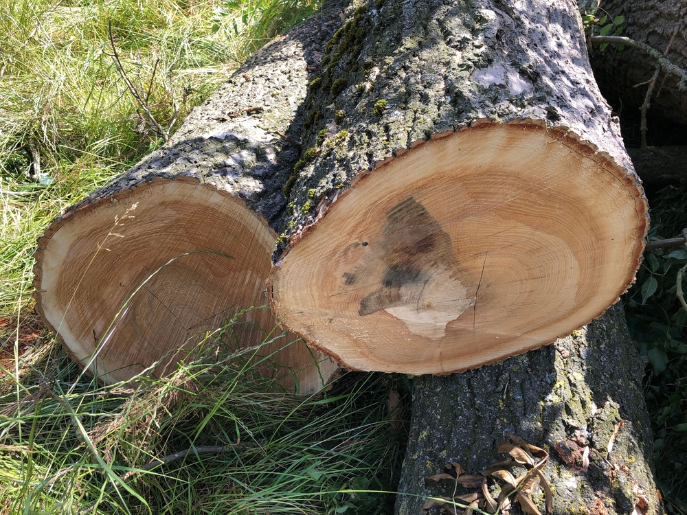 diseased tree with ash dieback fungus