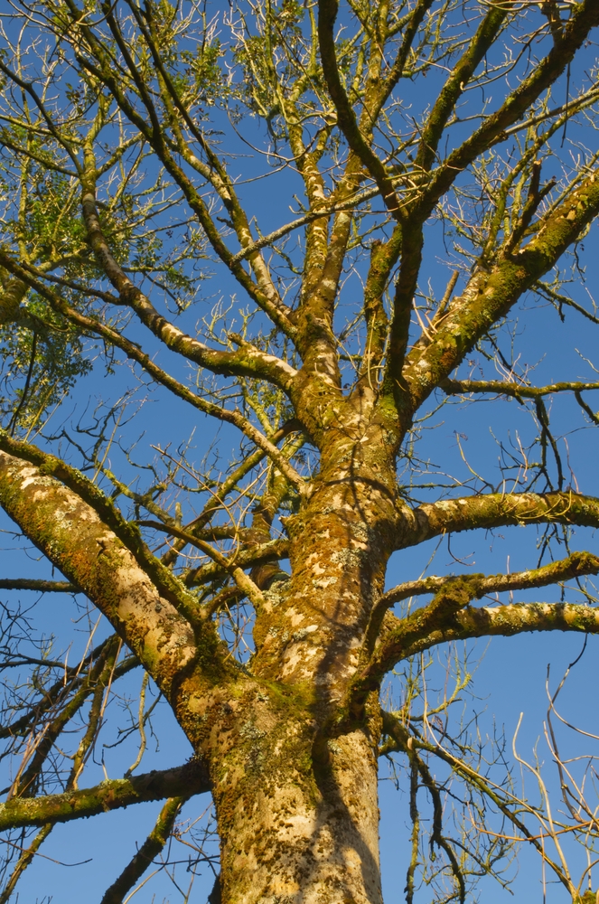 Ash,Tree,Of,Diseased,Trunk,Looking,Up,,Branch's,With,Leaves