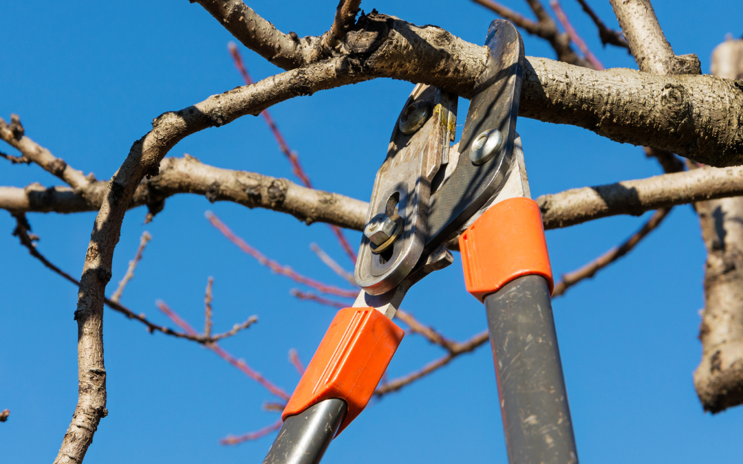 February Tree Care Tips, Preparing Your Trees for Spring