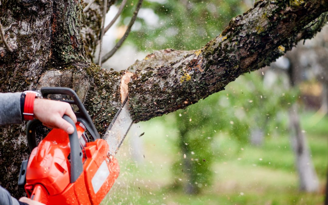 Do You Need Permission to Cut Down a Tree in Surrey? Chainsaw cutting a large tree branch during tree removal work.