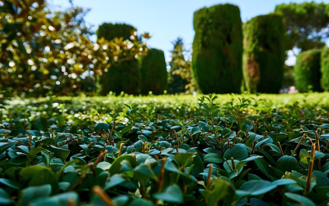 Outdoor Garden Maintenance