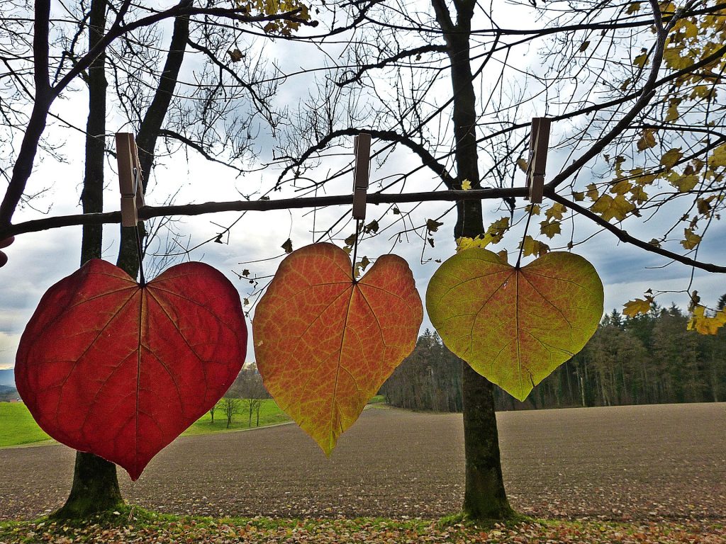 Why Do Trees Lose Their Leaves? The Science Behind Autumn