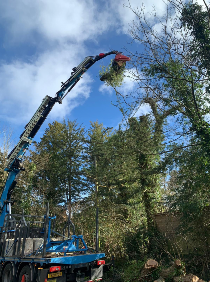 Professional Tree Surgeon